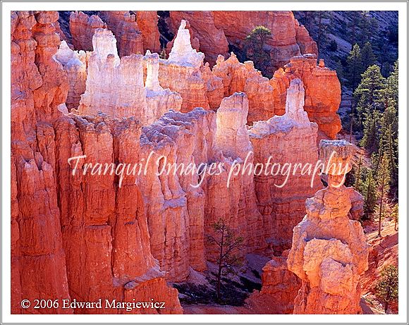 450327   Hoodoos and morning light 